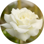 �z���C�g���[�Y�i���邨�������j