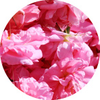 �_�}�X�N���[�Y